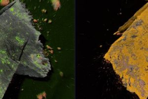 图像：jordi实验室如何通过ftir-micr乐动体育登录oscopy，sem-edx和其他技术识别和理解微粒源以识别粒子，以及提供有关形状，大小和表面形貌的信息。这对于控制他们的蔓延至关重要。